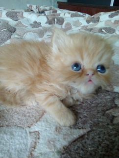 Котенок перс