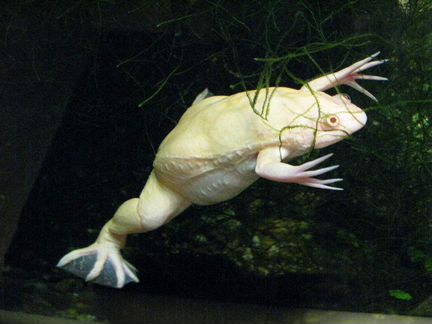 Лягушки аквариумные шпорцевые