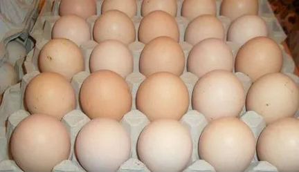 Инкубационное яйцо бройлера кооб 500 цыплята