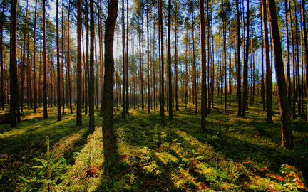 Услуги по рациональному управлению арендным лесным