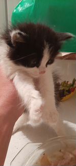 Котеночек-мальчишка ищет дом