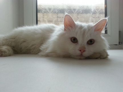 Белый ангорский кот