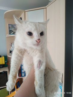 Белоснежный кот турецкая ангора