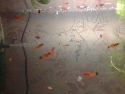 Рыбки в аквариум меченосцы