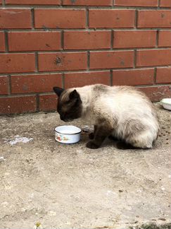 Бездомный тайский кот