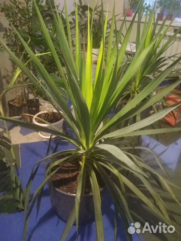 Комнатные растения