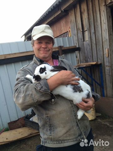Мясные кролики великаны купить на Зозу.ру - фотография № 1