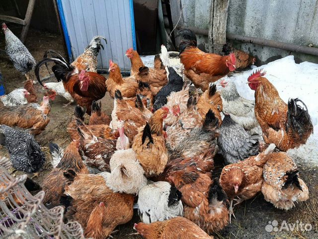 Инкубационное яйцо смешанных пород кур