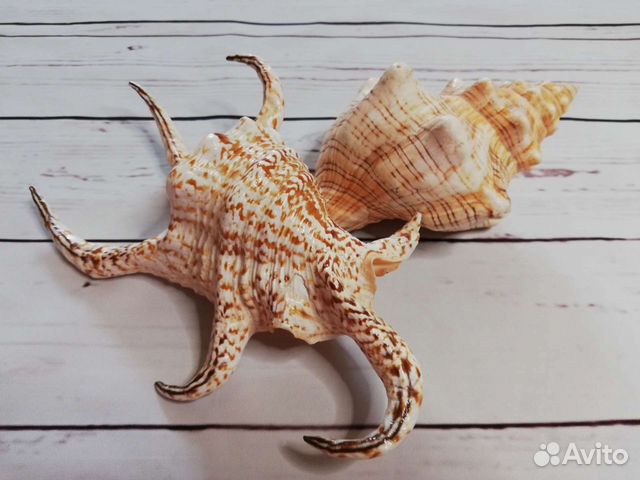 Огромная морская ракушка