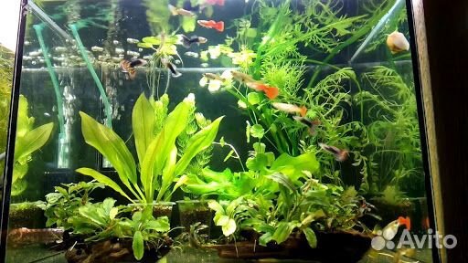 Продам гуппи.сзр