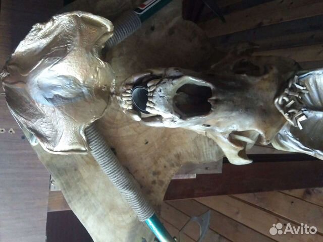 Выделка шкур животных