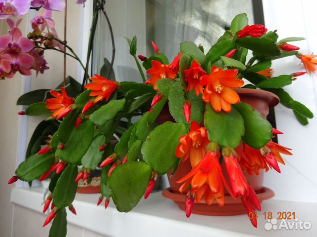 Декабристы и пасхальники