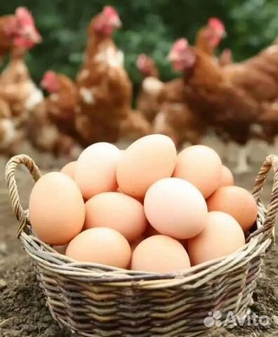 Домашние куриные яйца