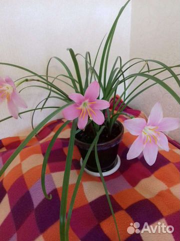 Зефирантес розовый