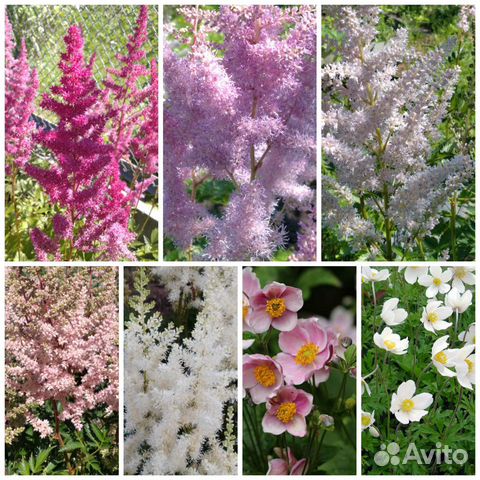 Многолетние цветы для сада