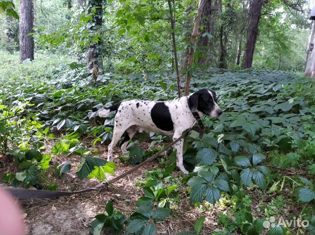 Английский пойнтер