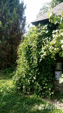 Лимонник китайский 4х-летка