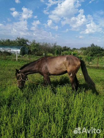 Конь В Иваново Брестской Области Купить