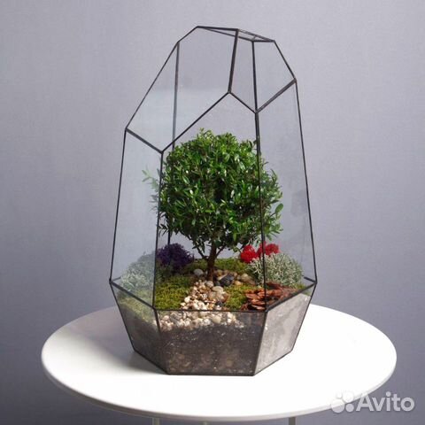 Дерево бонсай в кашпо