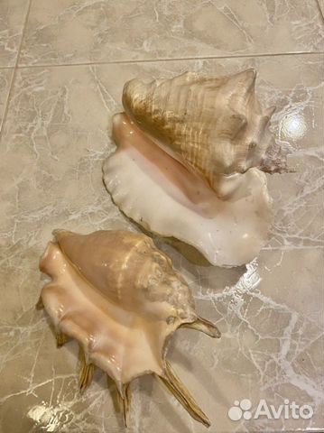 Ракушки огромные
