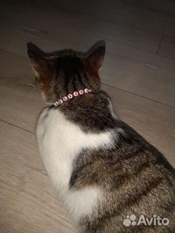 Ошейник для кошек