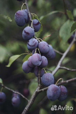 Саженцы жёлтых, красных и синих слив, малина