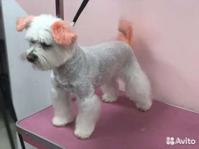 Грумер, стрижка собак и кошек