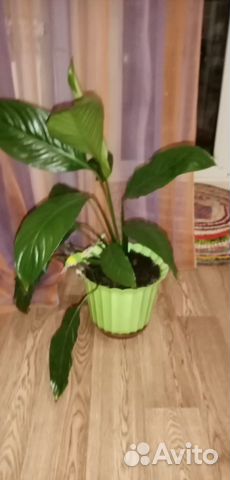 Цветы домашние в горшках