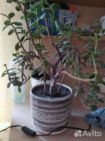 Растение толстянка