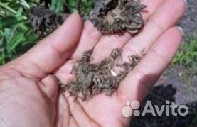 Семена декоративных и плодовых культур