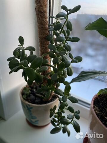 Денежное дерево