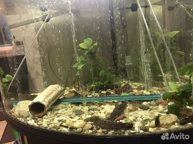 Аквариум с тумбой бу