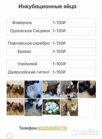 Инкубационное яйцо породистых кур