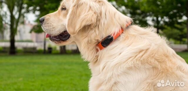 Электронный ошейник для собак