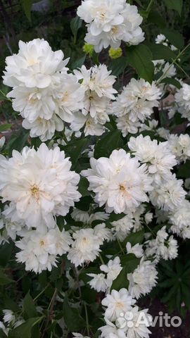 Спирея розовая Литл Принцесс