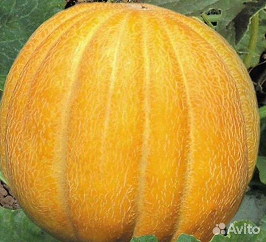 Семена дыни Эфиопки