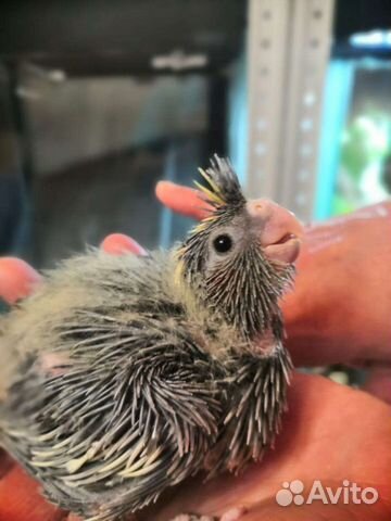 Корелла ручные птенцы