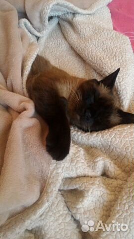 Передержка домашних животных