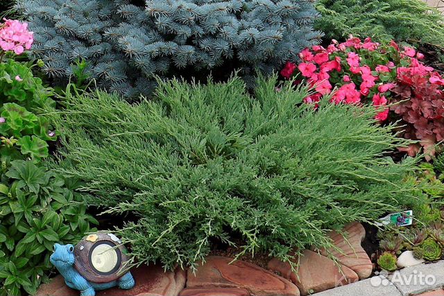 Можжевельники, хвойные, цветы