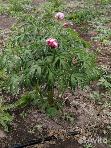 Куст Марьин корень