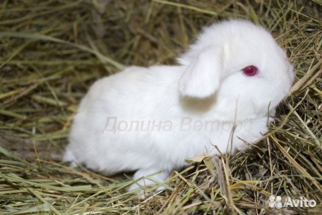 Крольчата множество пород купить на Зозу.ру - фотография № 4
