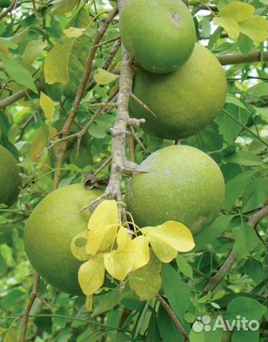 Матум - чай (сушёные плоды дерева баель) Таиланд Матум - чай (сушёные плоды дерева баель) Таиланд