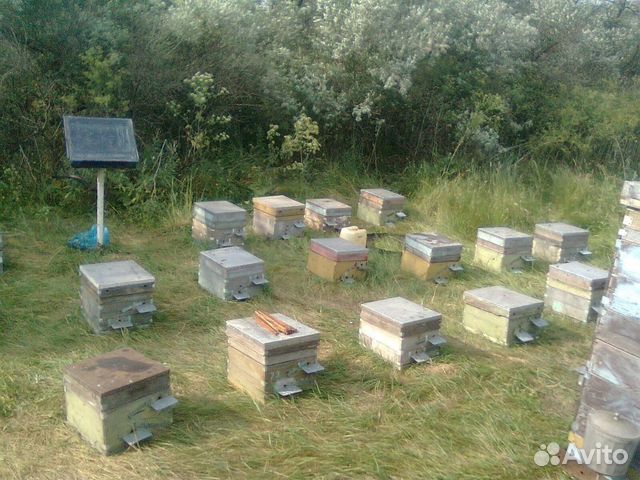 Пчёлы, местная порода, сушь купить на Зозу.ру - фотография № 2