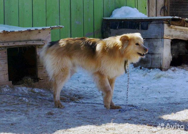Молодой красивый пёс ищет дом купить на Зозу.ру - фотография № 5