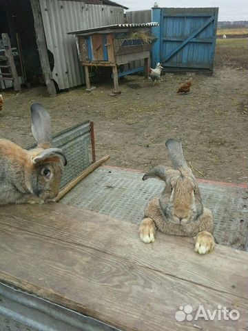 Кролики фландеры купить на Зозу.ру - фотография № 3