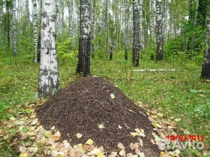 Муравьи, муравейники, муравьиный сбор. В настойке