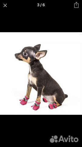 Ботиночки для собак купить на Зозу.ру - фотография № 2