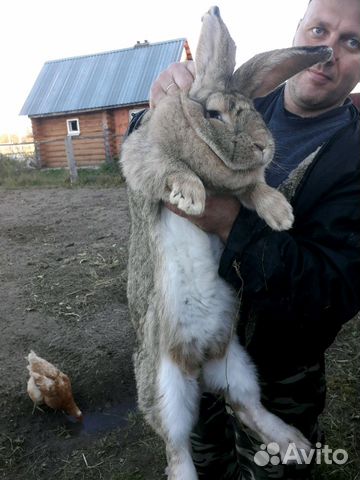 Кролики Фландр Ризен купить на Зозу.ру - фотография № 6