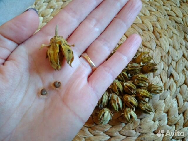 Купить Семена Гибискуса На Озон