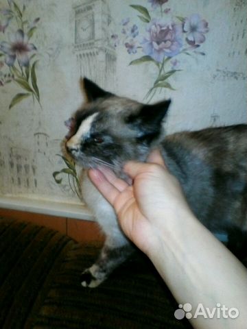 Кошечка красавица купить на Зозу.ру - фотография № 3